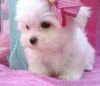 ckc Maltese Puppies male and female available