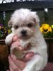 K.c. Registered Maltese Puppies Available