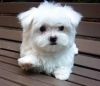 adorable maltese bulldog puppy for rehoming