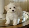 Adorable Maltese Puppies For X-mass