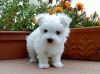 AKC registered Teacup Maltese puppies