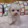 Gorgeous purebred Maltese pups available!
