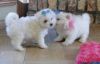 Male And Female Maltese Puppies For Adoption