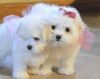 lovely Maltese puppies For Christmas