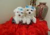 Playful Maltese Pups
