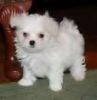 Awesome Akc Maltese Babies For Sale