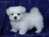 Akc Male And Female Maltese Puppies For Sale