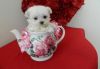 Intelligent Male And Female Maltese Puppies
