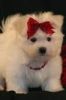 5 cut maltese puppies for sale