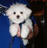 adorable maltese puppy for adoption