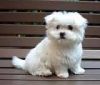 cute and lovely maltese for adoption