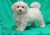 Wonderful little Teacup Maltese pup Available