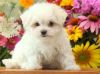 Trained Teacup Maltese Puppies