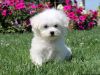 Nice and Healthy Teacup Maltese Puppies