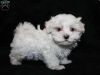 Lovely White Teacup Maltese Puppies