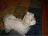 Lovely Male and Female Maltese Available