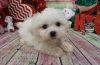Daisey Maltese puppies for sale