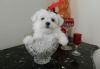 Pansy AKC Maltese puppies for sale