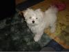 Teacup Maltese Pups for Sale