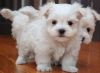 Snow white Maltese puppies Available