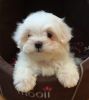 Ready to go female maltese puppies for adoption: