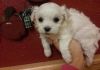 Cute maltese pupps for free adoption: