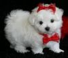 Priceless Pedigree Maltese Puppy