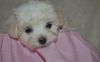 Blessed Baby Maltese For A Good And Caring House
