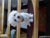 Healthy Male and female Maltese puppies.