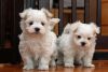 Healthy 12 week old Maltese puppies