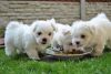 Charming Snow White Maltese puppies