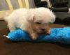 Adorable outstanding Maltese puppies Available