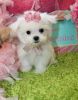on chosen maltese puppies for sale