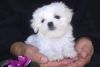 Cute Maltese Puppy For Sale