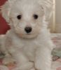 Outstanding Tea-cup Maltese Puppies For Sale