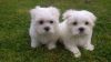 Teacup Maltese puppies,