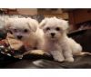 White Maltese Pups for sale