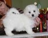Awesome Male And Female Maltese