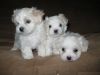 Pure white Maltese puppies ready for new home.