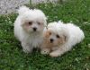 Beautiful Teacup Maltese Puppies for Sale
