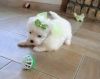 Snow White Teacup Maltese Puppies
