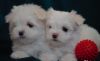 Pedigree Teacup Maltese Puppies