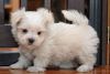 Adorable Small T-cup Maltese Puppies