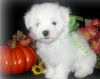 Heartly M/f White Maltese Puppies For Sale -