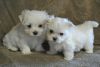 Beautiful M/F Maltese Puppies