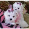 Tiny Teacup Maltese puppies for adoption