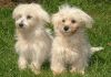 Akc Male And Female Maltese Puppies