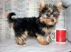 Excellent Yorkie Puppies Available
