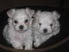 Pretty Face Maltese Pups Available