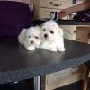 Adorable Registered Maltese Puppies